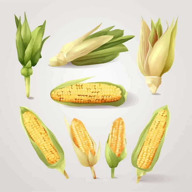 Una colección de siluetas de maíz de varias formas y tamaños