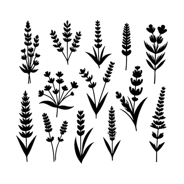 Colección de siluetas de ramas de lavanda negra