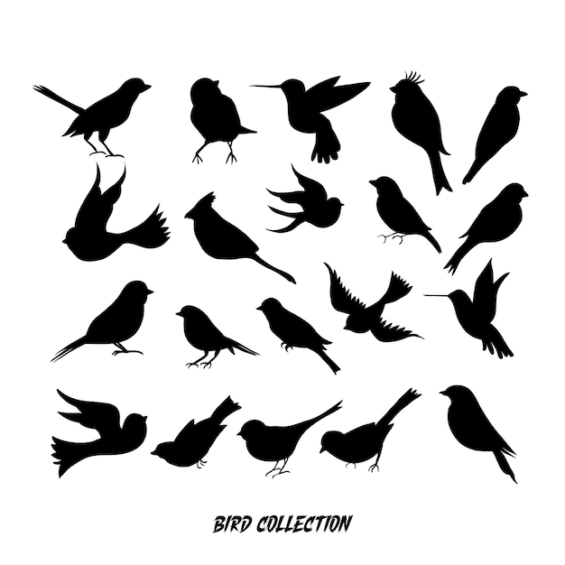 Colección de siluetas voladoras de pájaros paquete y conjunto de pájaras