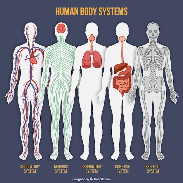 Vector colección de sistemas del cuerpo humano