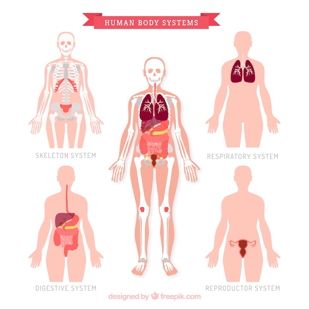 Vector colección de sistemas humanos del cuerpo