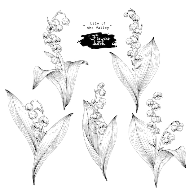 Colección sketch botany floral, dibujos de flores de lirio de los valles.