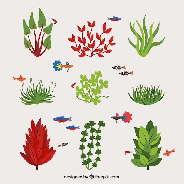 Vector colección de tipos de algas y peces