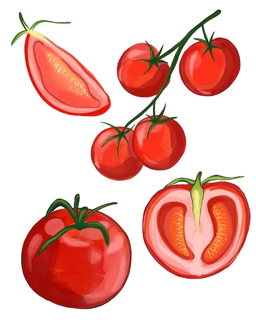 Vector colección tomate acuarela verdura orgánica roja madura