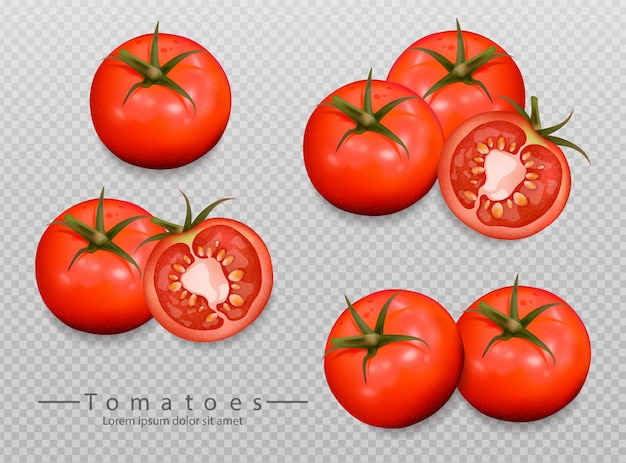 Vector colección de tomates realistas.