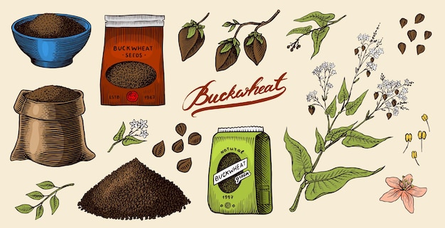 Colección de trigo sarraceno grabado a mano dibujado planta y trigo sarricero pasto contornos de cultivos de cereales