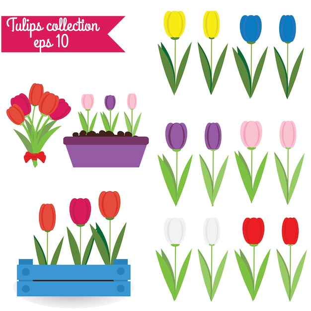 Colección de tulipanes