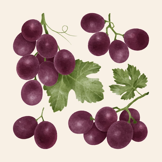 Colección de uvas de acuarela dibujada a mano