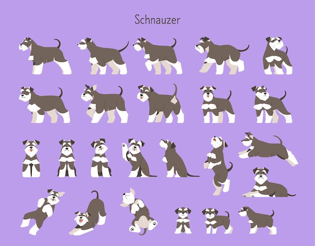 Colección de varias acciones, movimientos y poses de un lindo schnauzer Ilustración animal en plano