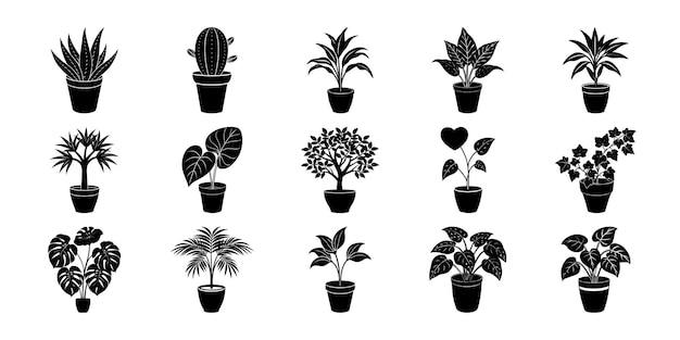 Colección de varias plantas en maceta