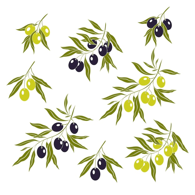 Colección de varias ramas de olivo Imágenes vectoriales de las ramas con aceitunas verdes y negras