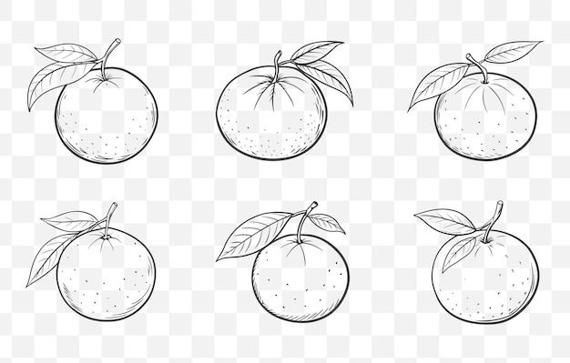 Colección de vectores artísticos de Clementine Fruit Line con ilustraciones detalladas para proyectos de diseño y arte