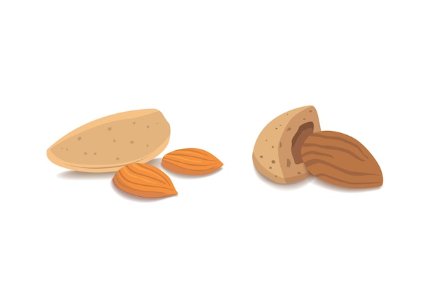 Vector colección de vectores de dibujos animados aislado almendra. helthy nueces comida vegetariana plana