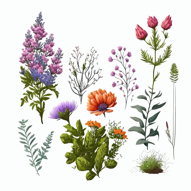 Colección de vectores de flores silvestres Ilustración dibujada a mano aislada sobre fondo blanco