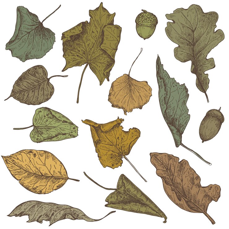 Vector colección de vectores de hojas de otoño secas dibujadas a mano. objetos coloridos bocetos aislados, hermosos elementos de dibujo de otoño.