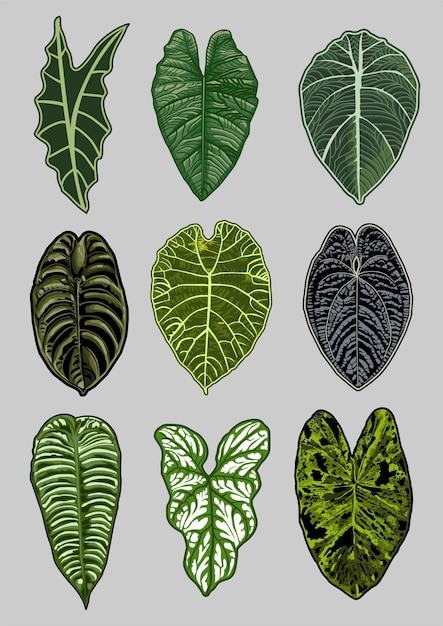 Colección de vectores de plantas aroid 4