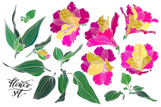 Colección de vectores de plantas dibujadas a mano como elementos de diseño.