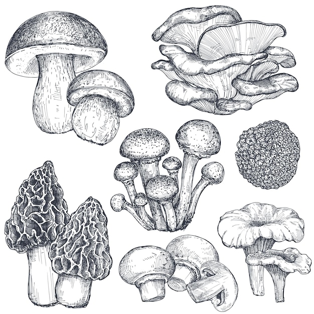 Vector colección de vectores de setas dibujadas a mano. objetos de dibujo aislados, dibujo de alimentos. champiñón, porcini, morilla, boletus, agárico de miel, rebozuelo, russula. producto vegetariano para el envasado del mercado de menús.