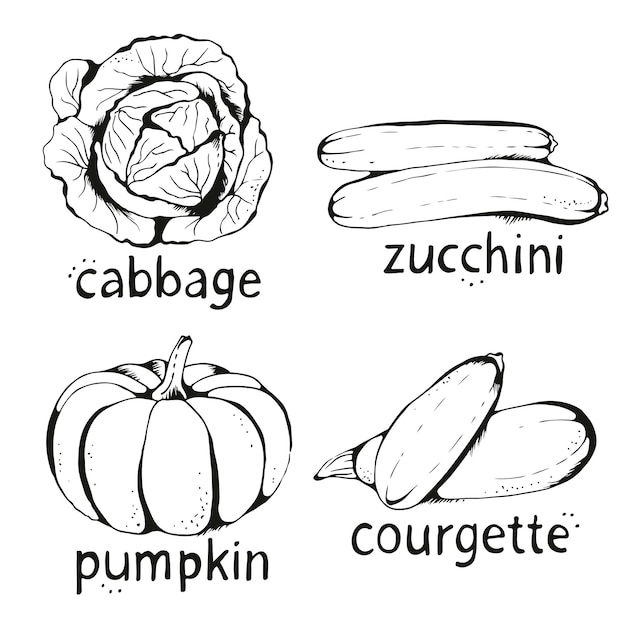 Vector colección de vectores de verduras dibujadas a mano aisladas sobre fondo blanco