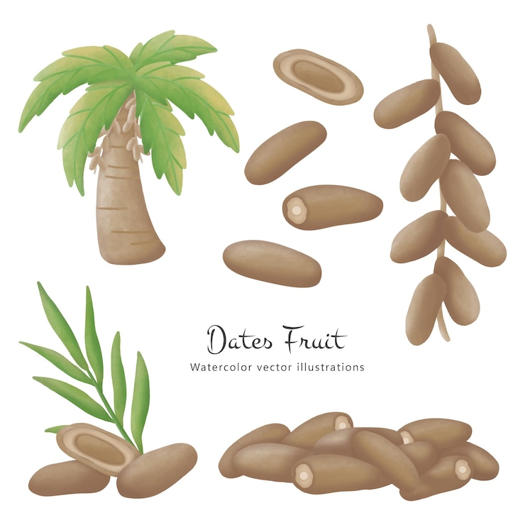 Vector colección vectorial de acuarelas de frutas de dátiles