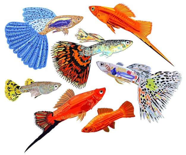 Colección vectorial de coloridos peces de acuario, guppies y peces de cola de espada. Aislado.