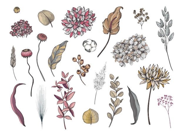 Vector colección vectorial de flores secas, hojas y ramas de hortensia, hojas de palma, eucalipto y otras plantas