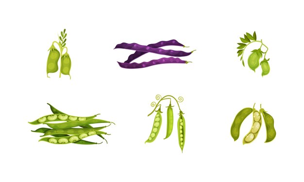 Colección vectorial de legumbres o legumbres con vainas y frijoles