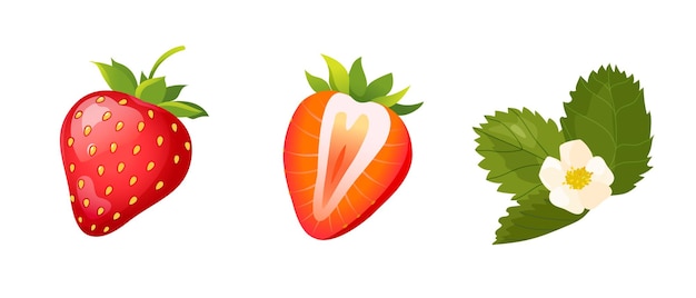 Colección vectorial con la mitad de la fresa en flor aislada sobre fondo blanco