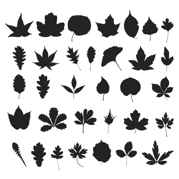 Una colección vectorial de siluetas de hojas Hojas de plantas hierbas flores arbustos y árboles