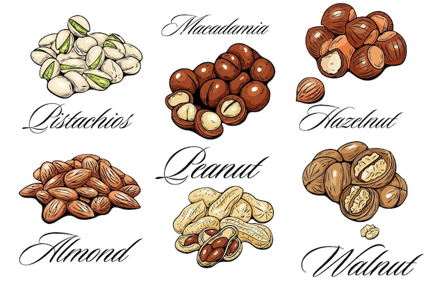 Colección vectorial de varias nueces con nombres grabados