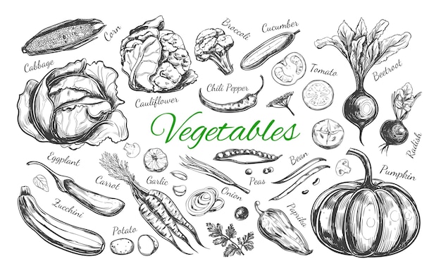 Vector colección de verduras aislado en blanco