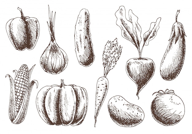 Colección de verduras. Dibujado a mano alimentos orgánicos. Gráfico lineal de alimentos saludables en estilo vintage. Conjunto vegetariano Ilustración vectorial boceto