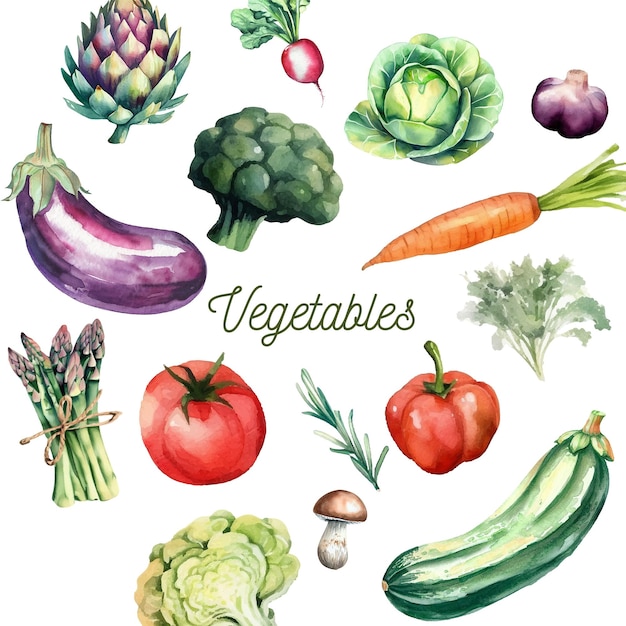 Vector colección de verduras y hierbas dibujadas a mano en acuarela