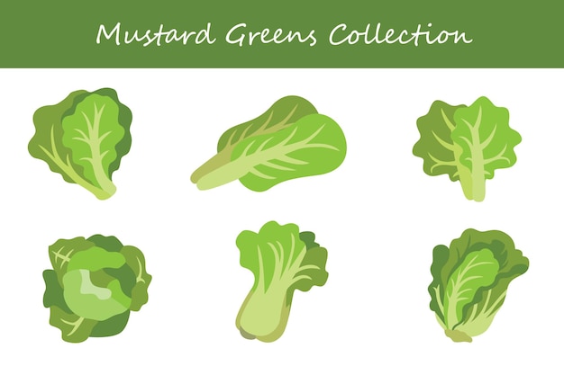 Colección de verduras de mostaza en diferentes estilos Ilustración vectorial