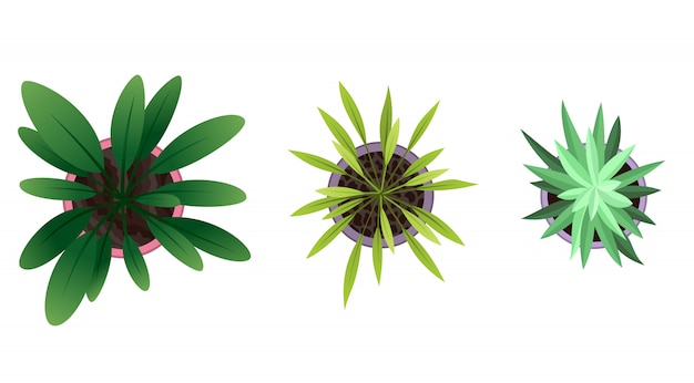 Vector colección de vista superior de la planta en macetas. conjunto de plantas caseras. cactus, concepto de hojas verdes. diseño de jardinería interior de la casa. conjunto de diferentes plantas de interior con