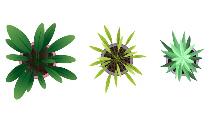 Vector colección de vista superior de la planta en macetas. conjunto de plantas caseras. cactus, concepto de hojas verdes. diseño de jardinería interior de la casa. conjunto de diferentes plantas de interior con