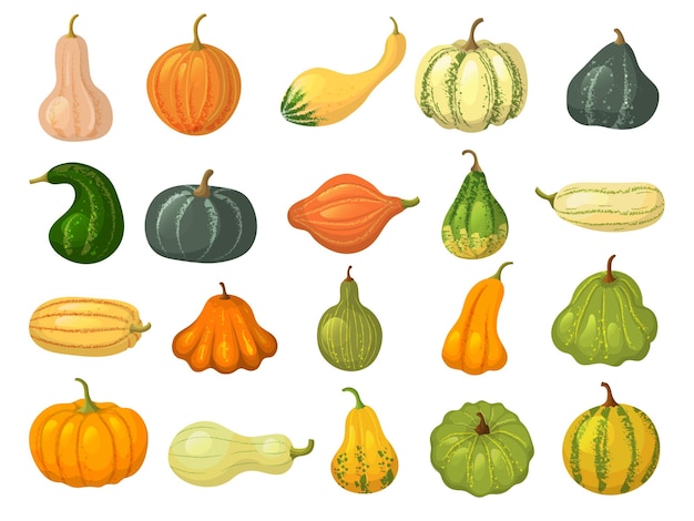 Colecciones de calabaza alimentos saludables naturales orgánicos verduras de otoño colección de calabaza aislado vector reciente imágenes de calabaza en estilo de dibujos animados