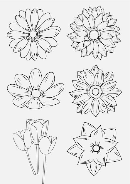 colecciones de contorno floral de flores