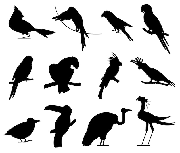 Colecciones de siluetas vectoriales aisladas planas de aves tropicales