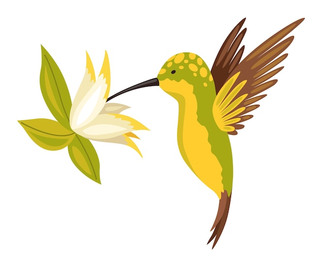 Colibrí colibri tropical volador multicolor con flor aislada sobre fondo blanco. ilustración de vector de pájaro paraíso brillante volar sobre la flor floreciente