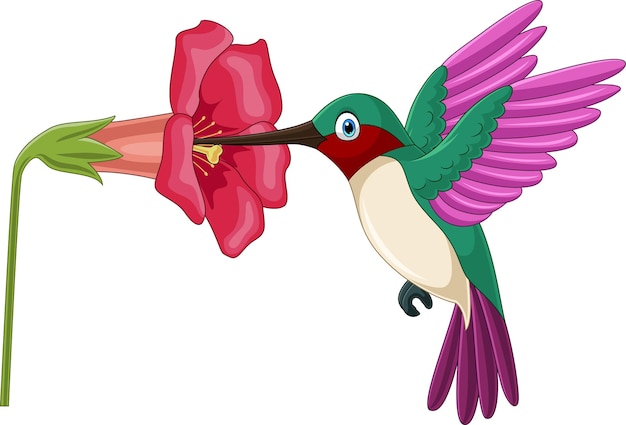 Colibrí de dibujos animados bebiendo néctar de flores