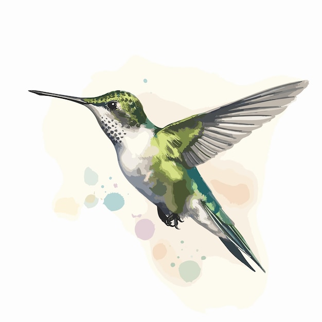 Vector colibrí pájaro acuarela ilustración clipart aislado en fondo blanco