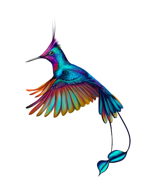 Vector colibrí de un toque de acuarela, boceto dibujado a mano. ilustración de pinturas