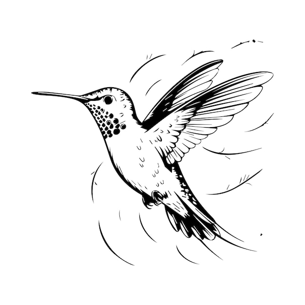 el colibrí