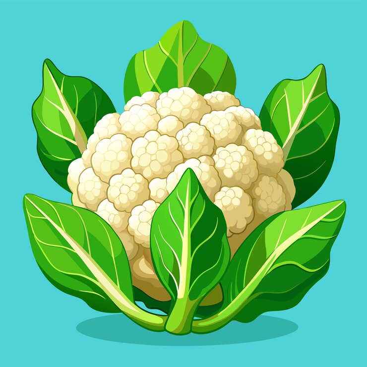 Vector coliflor con hojas maduras ilustración vectorial 3d