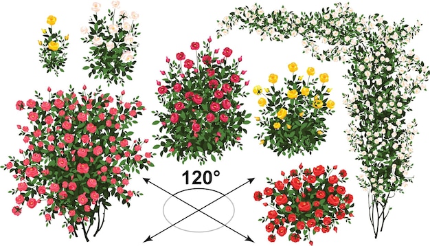 Collection of Colorful Rose Bushes and Blooming Flowers