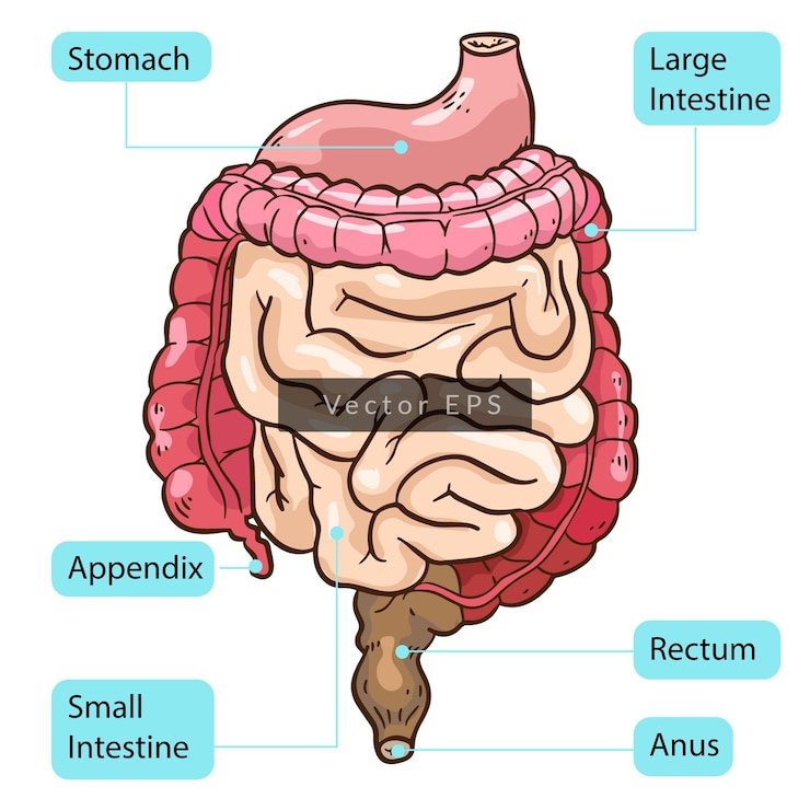 El colon humano, el intestino, las partes del cuerpo, la anatomía