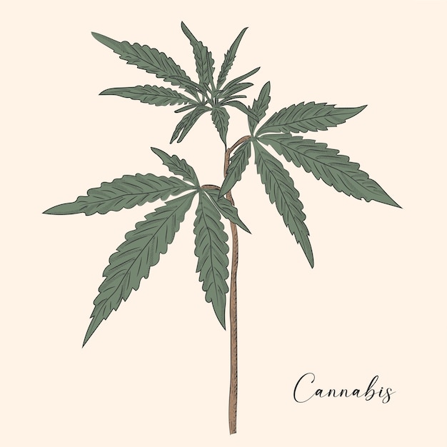 Vector color, dibujado a mano, cannabis, verde, cáñamo, planta, semillas, bosquejo, hoja de cannabis, y, marihuana, cogollo, vector