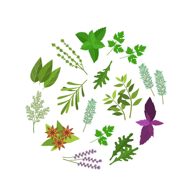 Vector color de dibujos animados hierbas especias plantilla de diseño redondo aroma y sabor ingrediente del concepto de alimentos estilo de diseño plano ilustración vectorial de condimentos