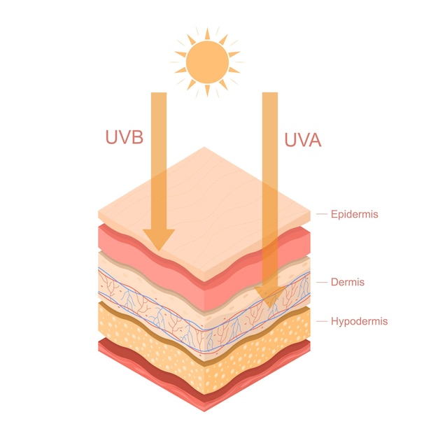 Color de dibujos animados Uvb Rayos Uva Piel humana en capas Concept Template Banner Card Vector